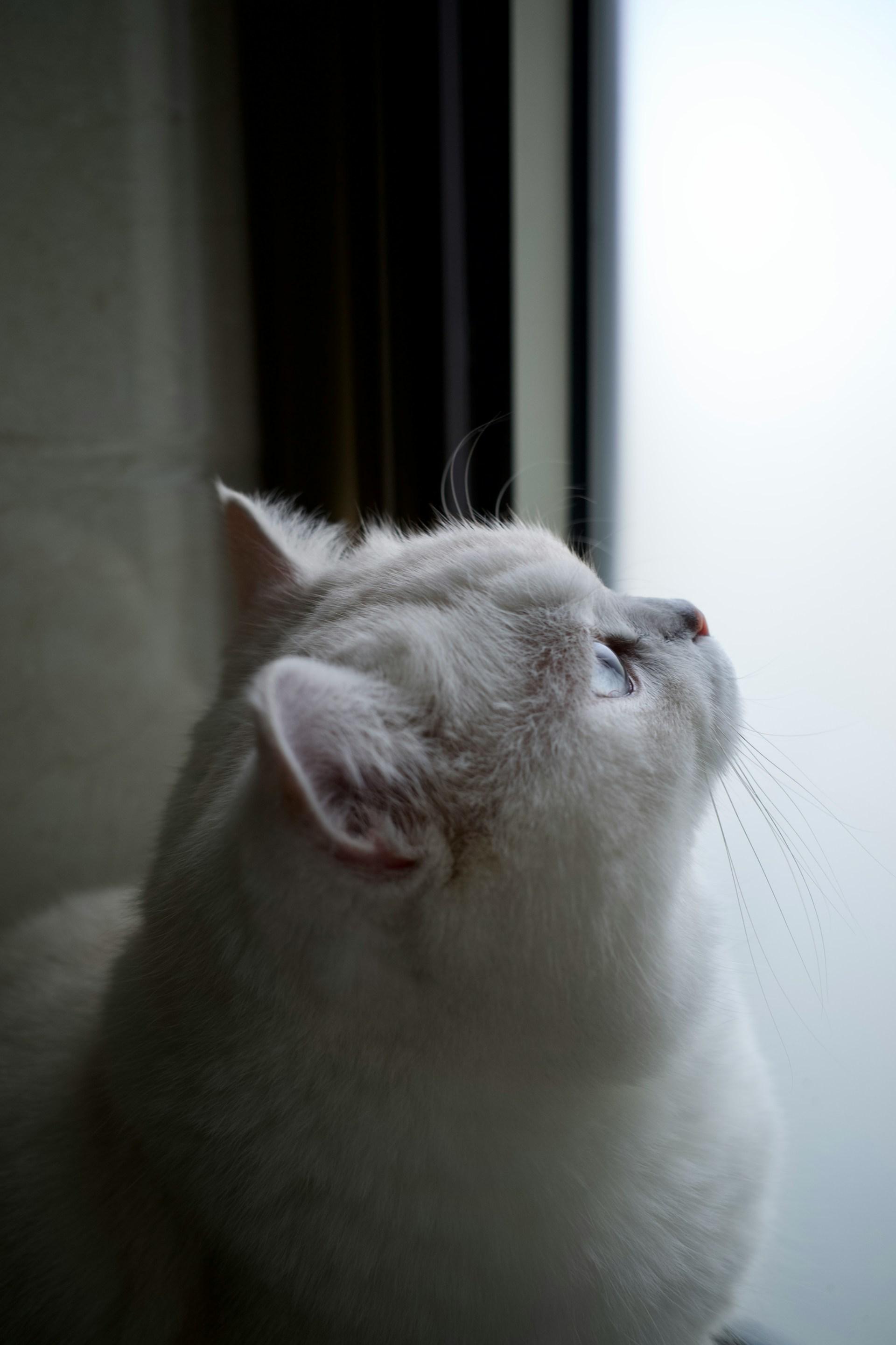 White British Shorthair Cat