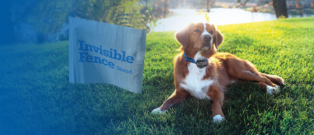 Invisible Fence for Dogs – Most Effective Wireless Dog Fences