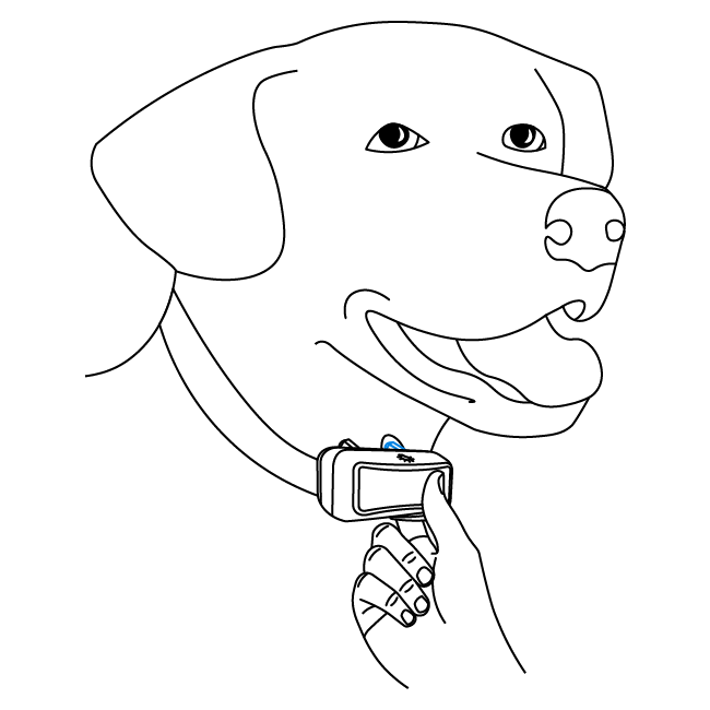  Check that only one finger fits between the probe and your dog’s neck