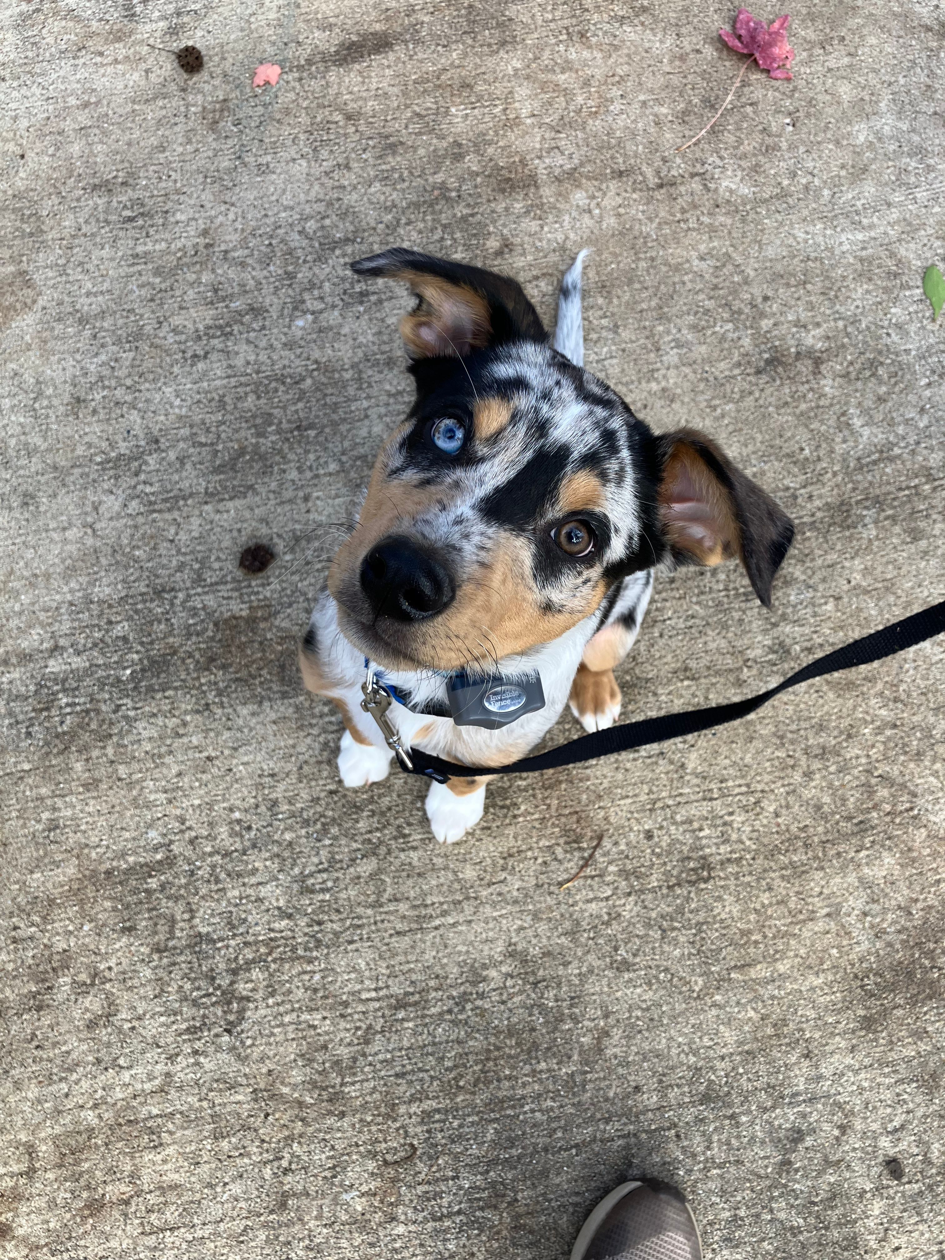 Australian shepherd wearing invisible fence collar sitting on driveway