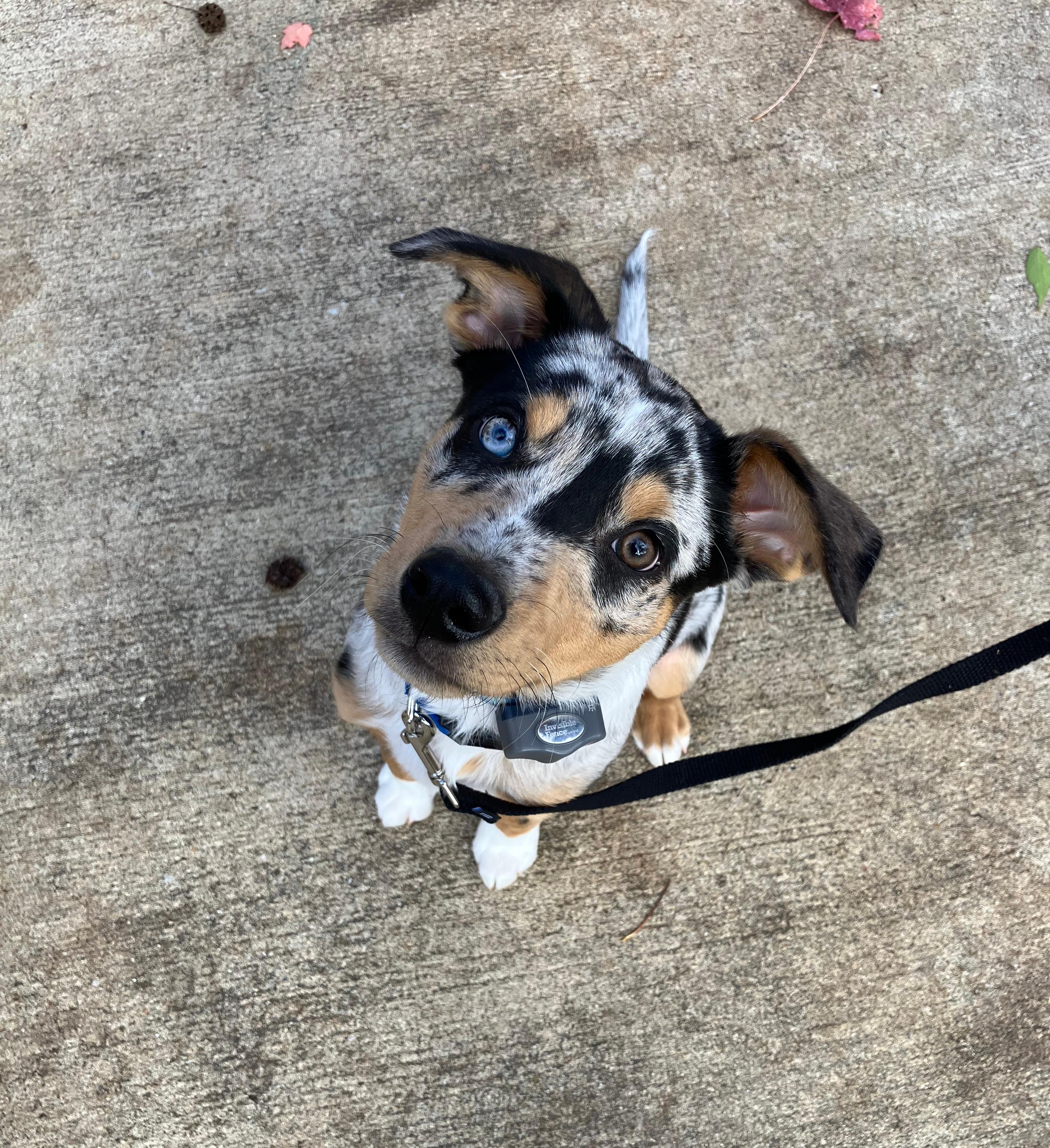 Australian shepherd wearing invisible fence collar sitting on driveway
