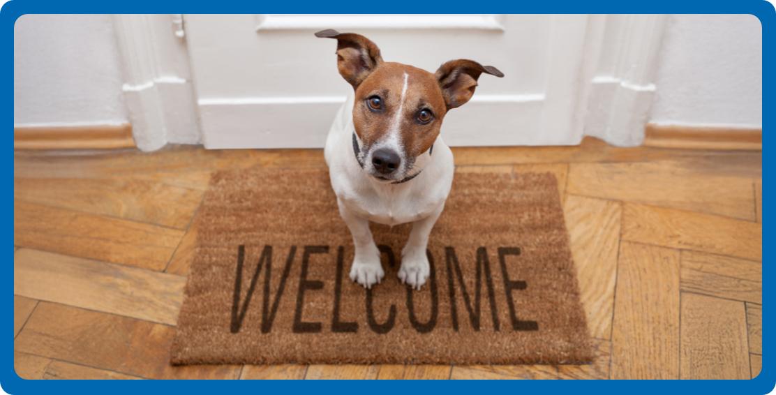 Dog sitting on welcome mat