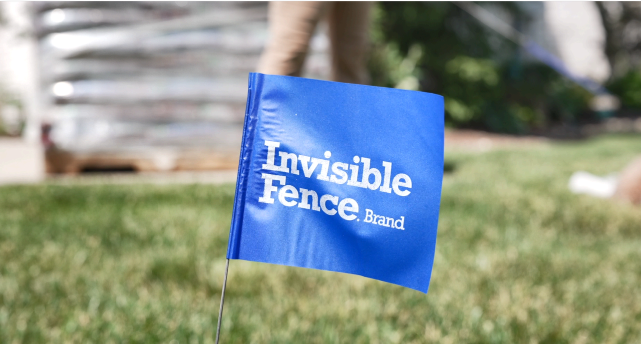A blue Invisible Fence Brand Flag in the ground outside with green grass. 
