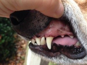 At first, some dogs might be uncomfortable with you handling their mouth and teeth.  Be sure to slowly acclimate your dog to the brushing so that it stays a safe process that you can do again and again.