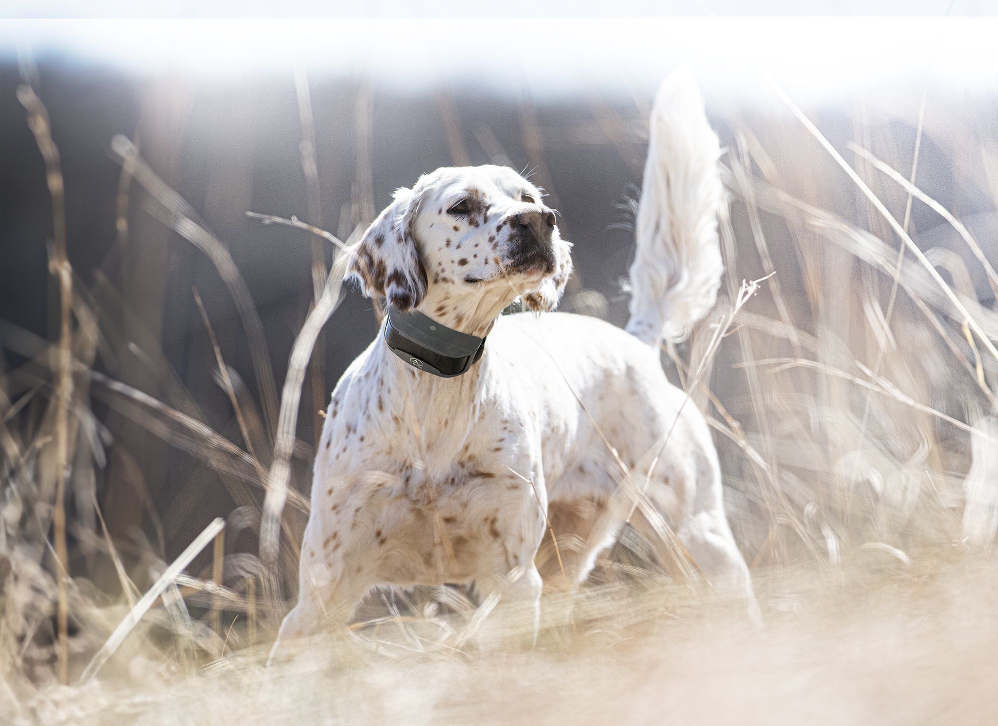 Dog and SportDOG trainer