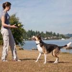playing with dog