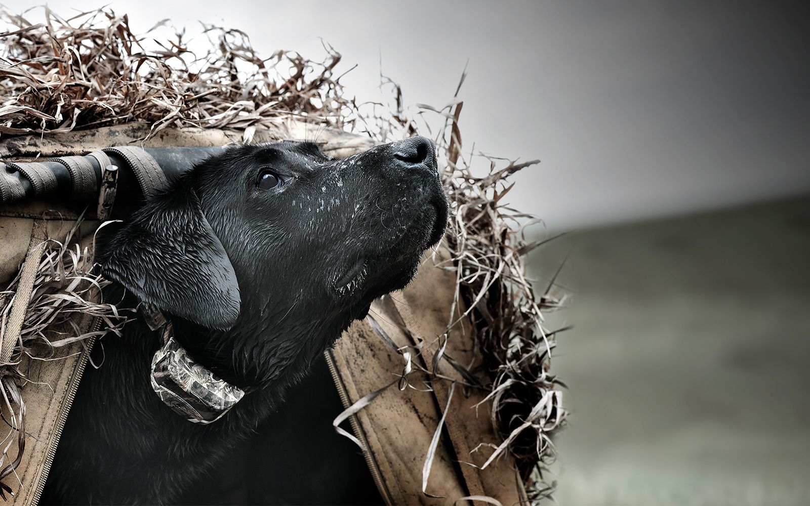 Dog hunting wearing SD-425XCAMO