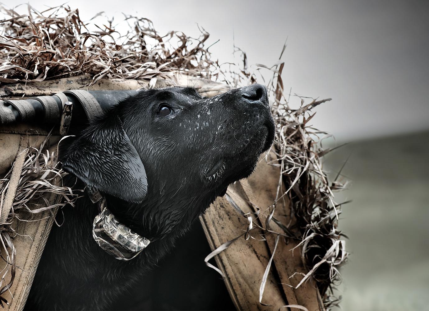 Black lab wearing WetlandHunter e-collar