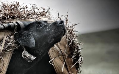 Waterfowl Hunting