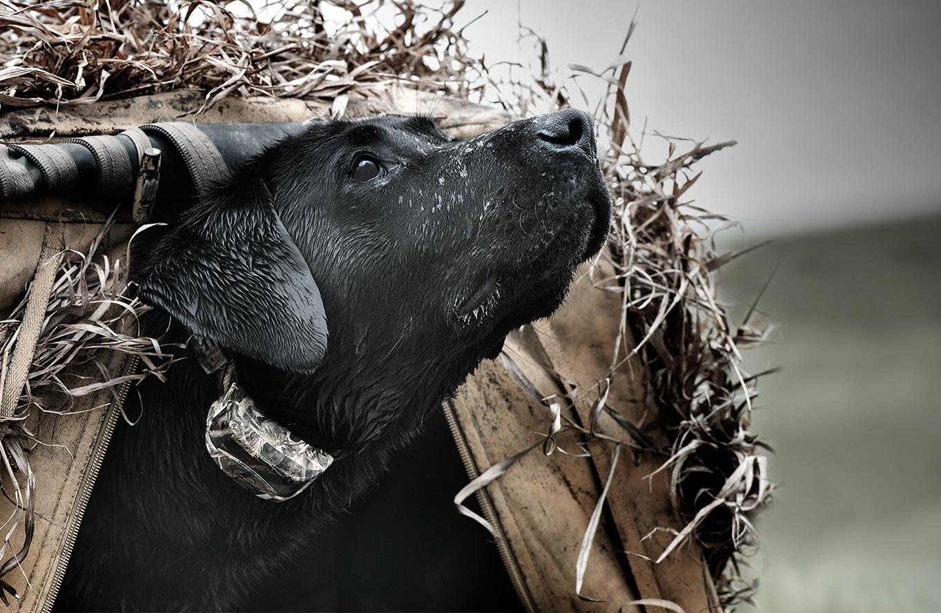 Black lab wearing WetlandHunter 425X collar