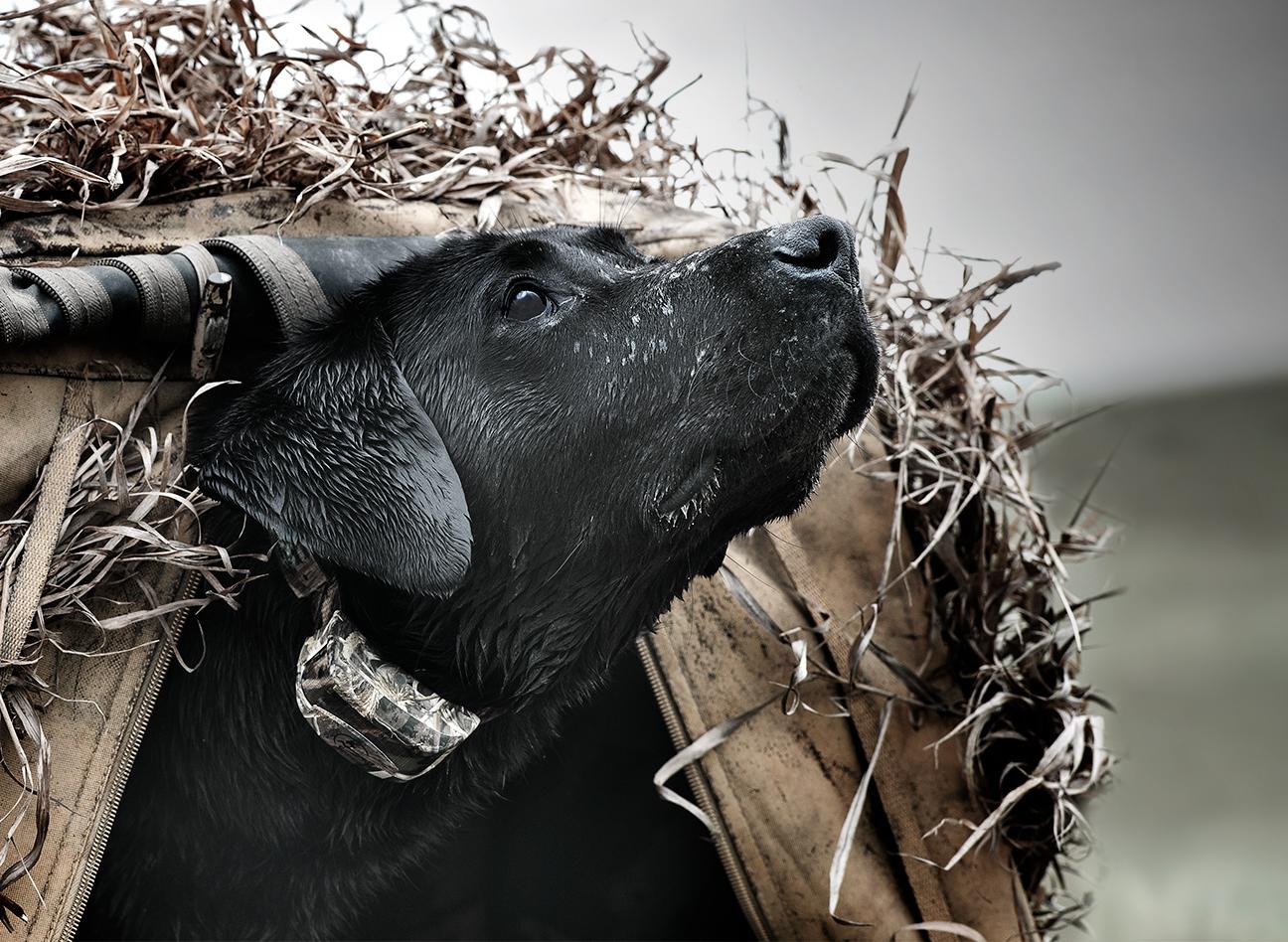 Dog hunting wearing SD-425XCAMO