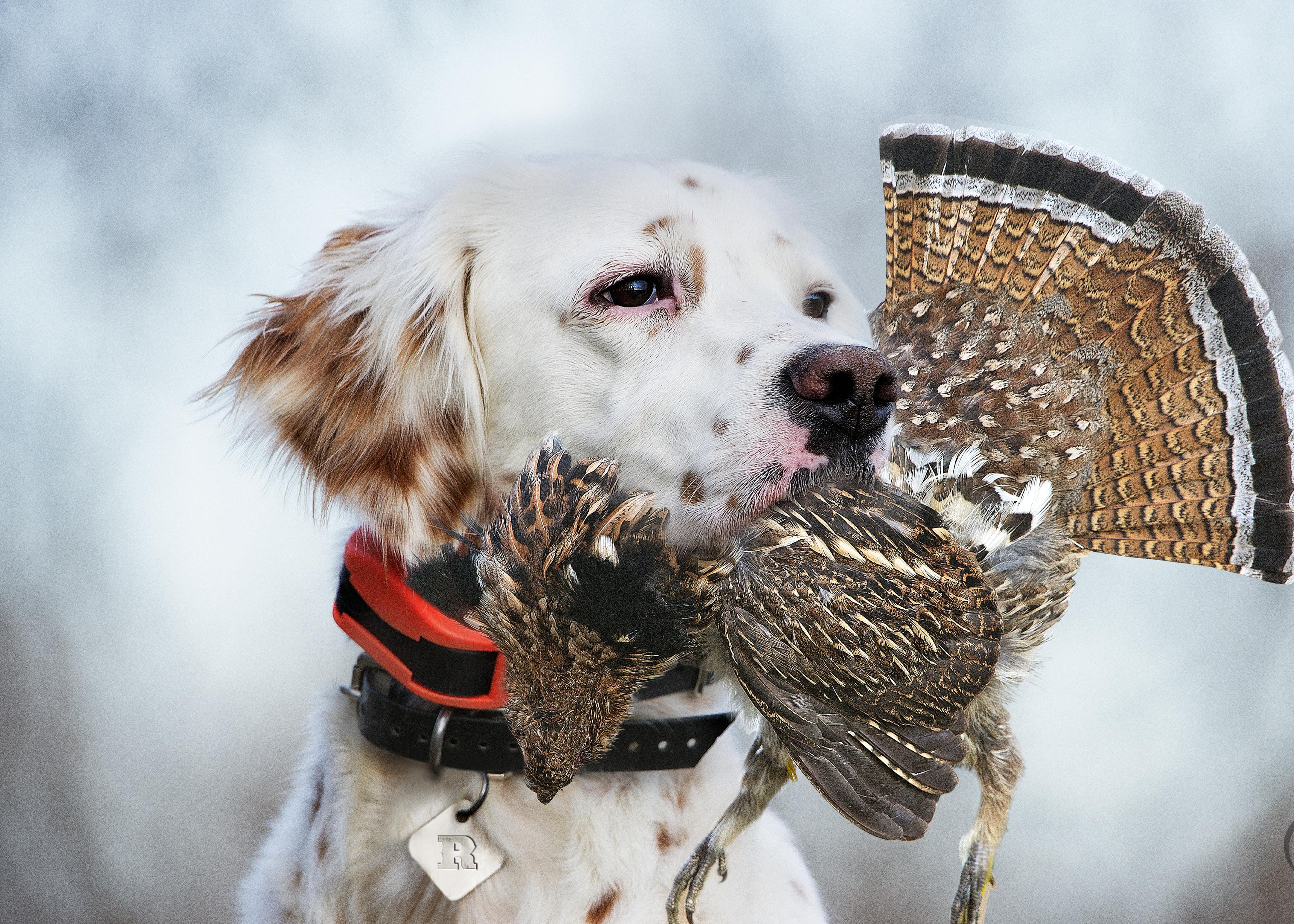 Setter wearing e-collar with ruffed grouse in mouth