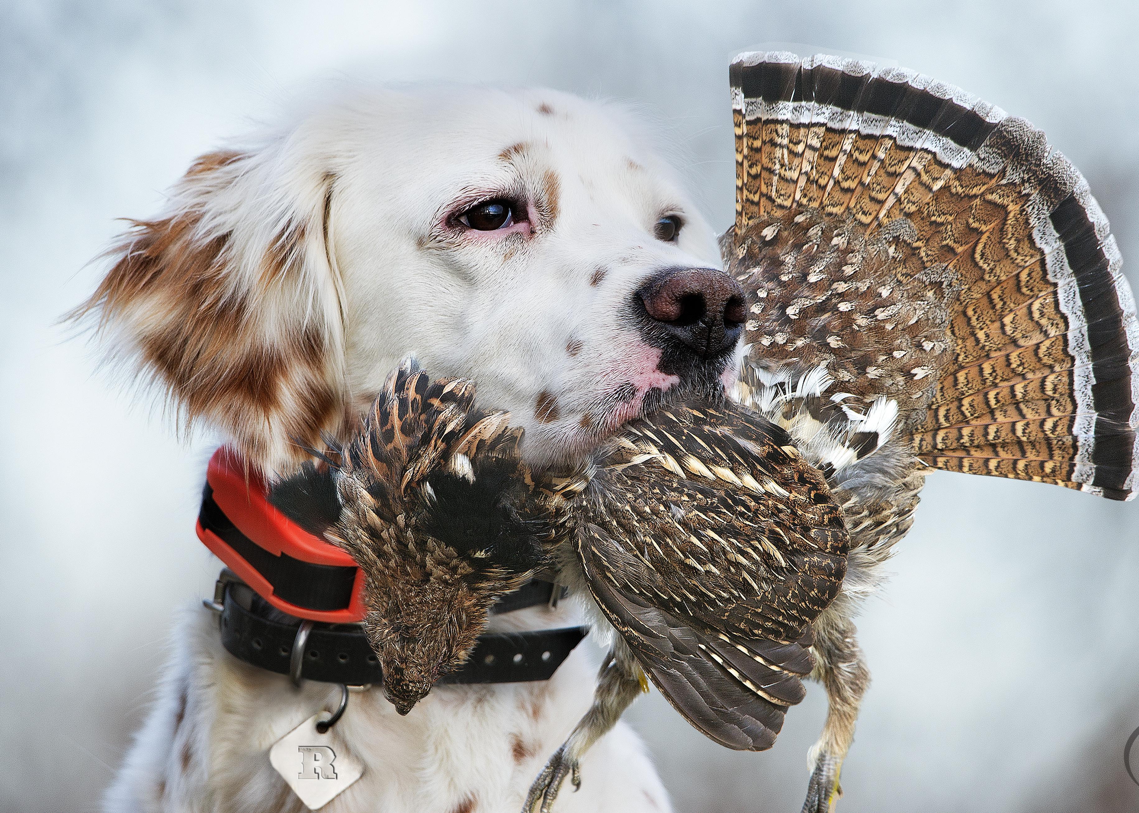 Setter with orange e-collar on with grouse in mouth.