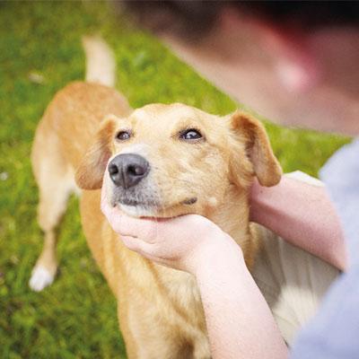 Poison ivy can lead to dog rashes, but it’s avoidable – and treatable