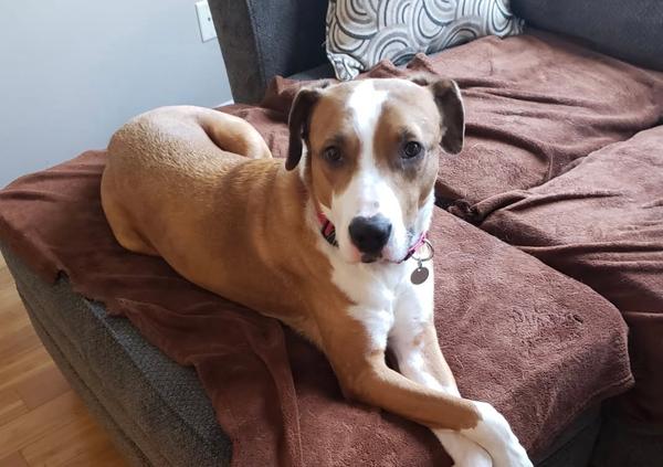 Dog laying on couch with arms crossed
