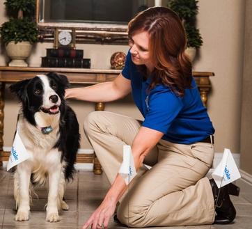 invisible fence trainer working with collie on indoor dog fence