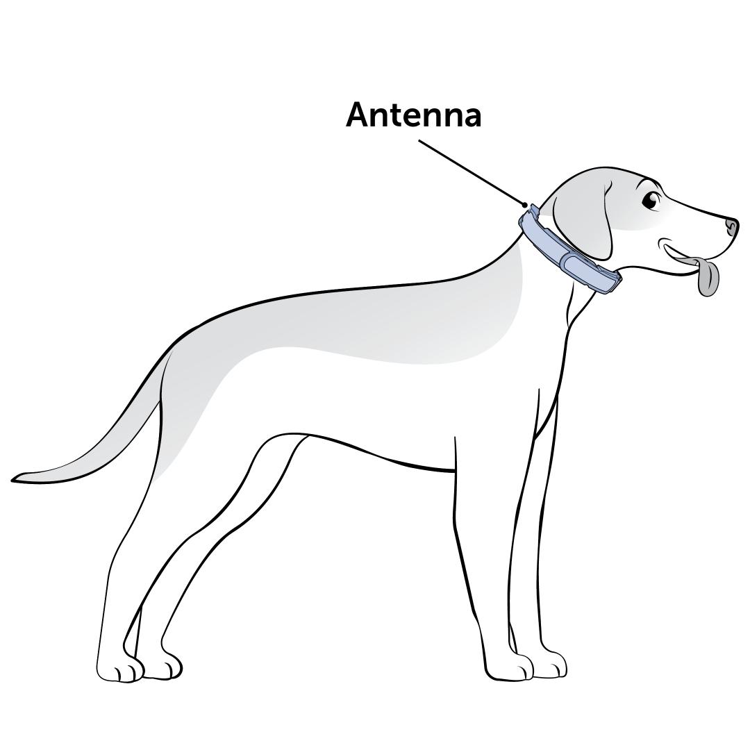 Fit The Collar While Your Dogs Standing