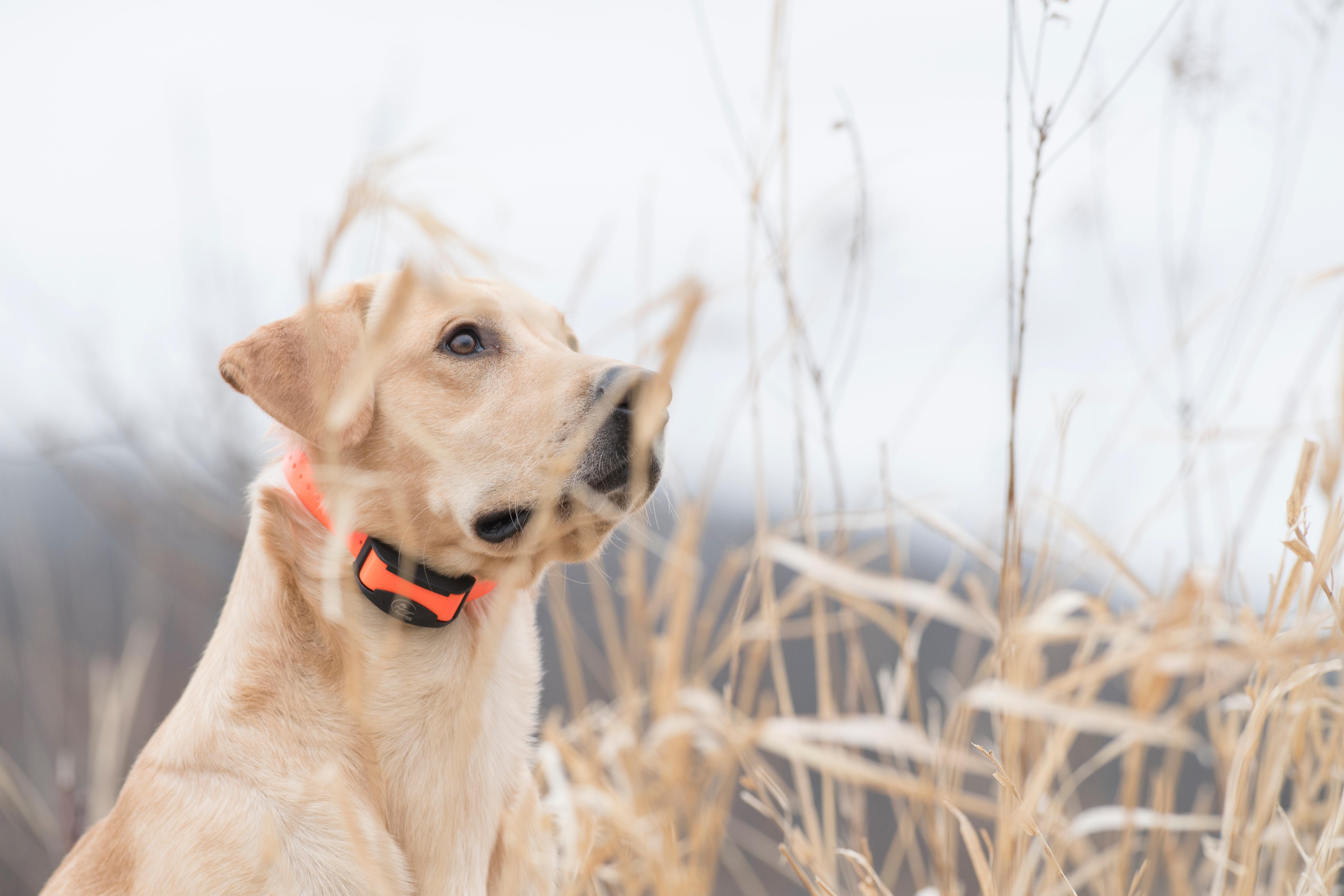 yellow lab in orange collar sitting behind tall grass looking to sky