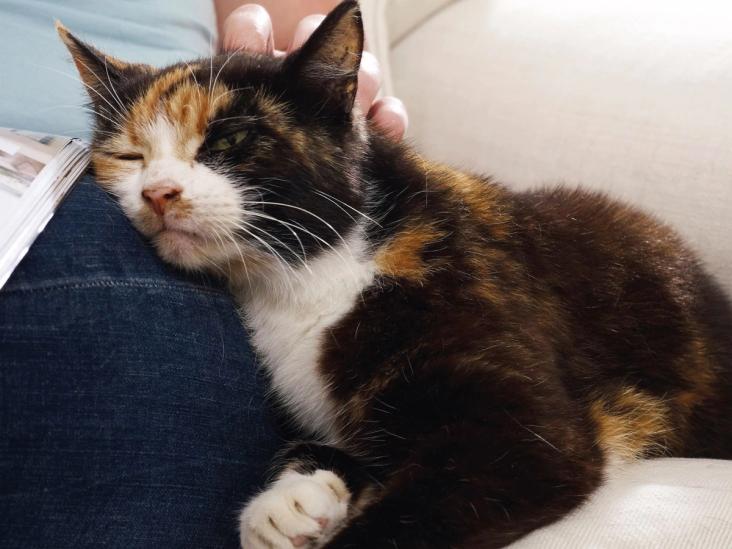 cat being pet