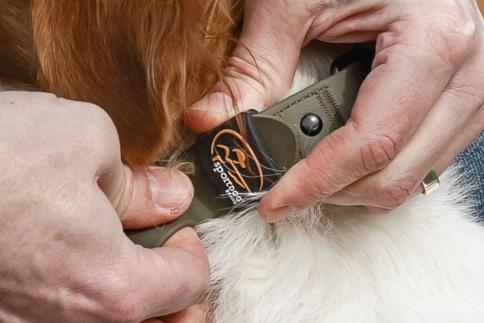 Close up of SportDOG rugged utility collar strap keeper.