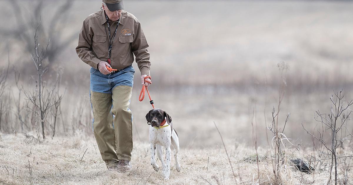 Watch for Man walking German Shorthair Pointer at heel with leash and e-collarBehavior
