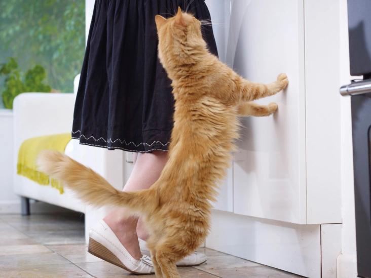 curious cat
