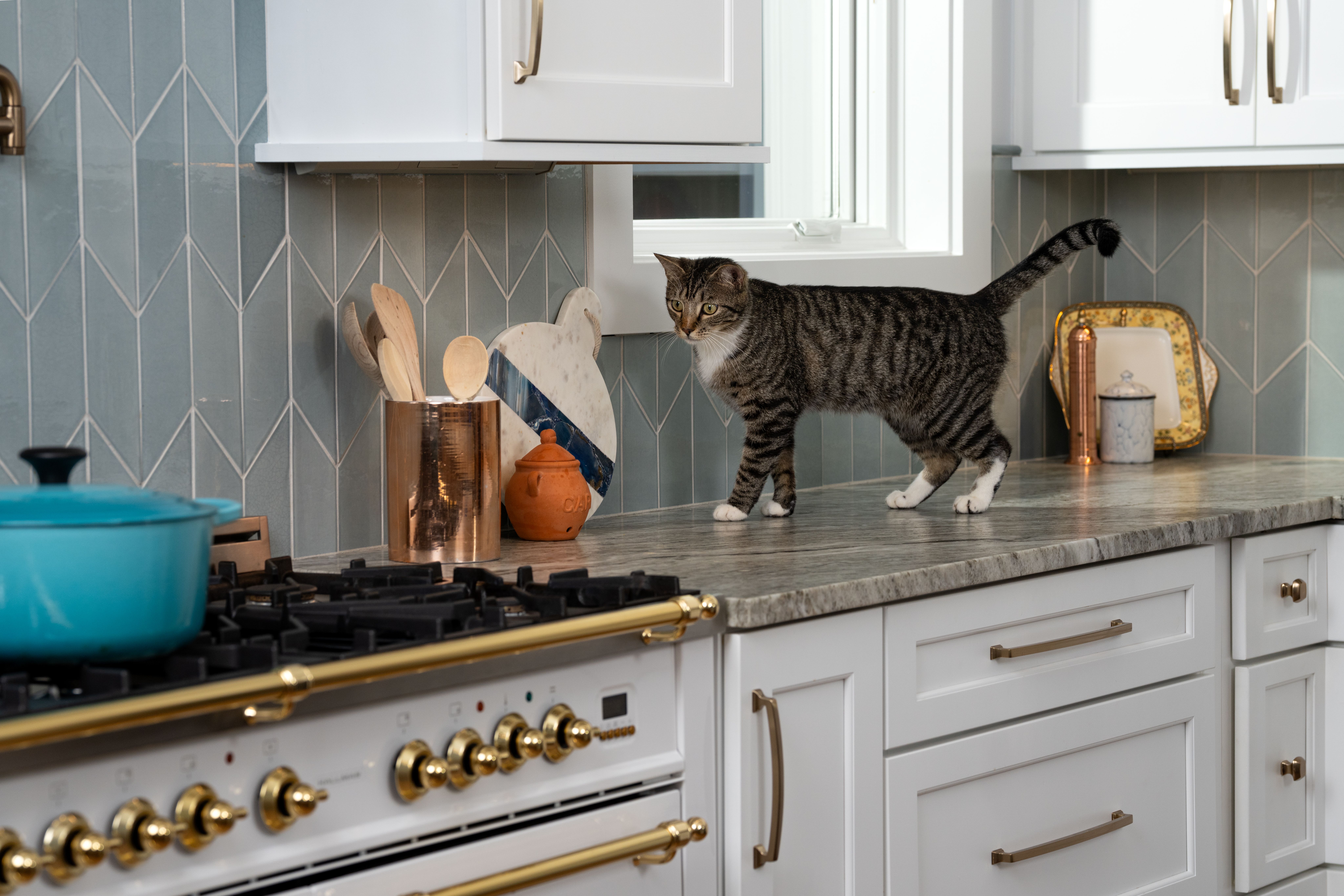 Cat on counter near stove