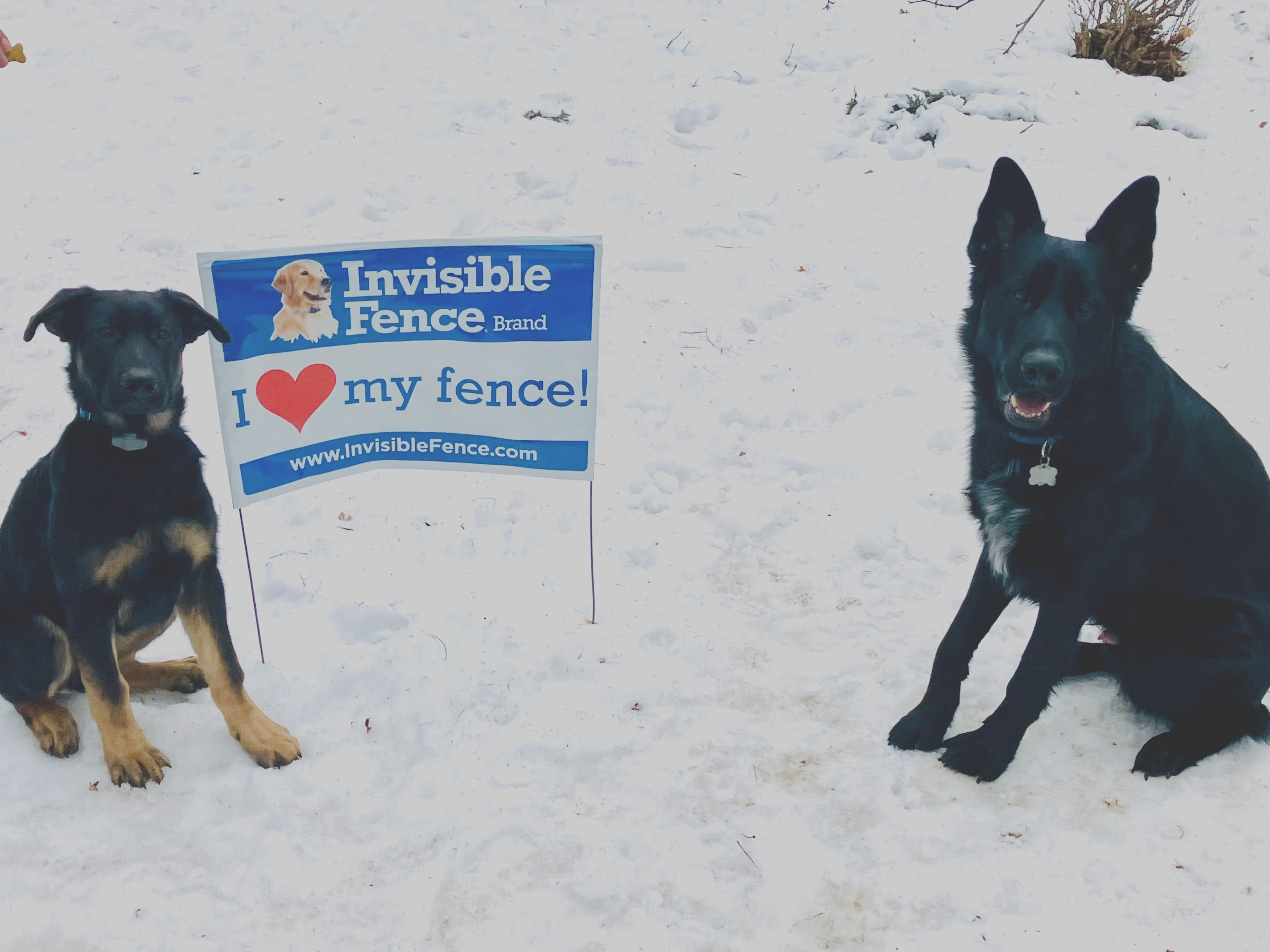two dogs sit in their snowy yard with invisible fence sign