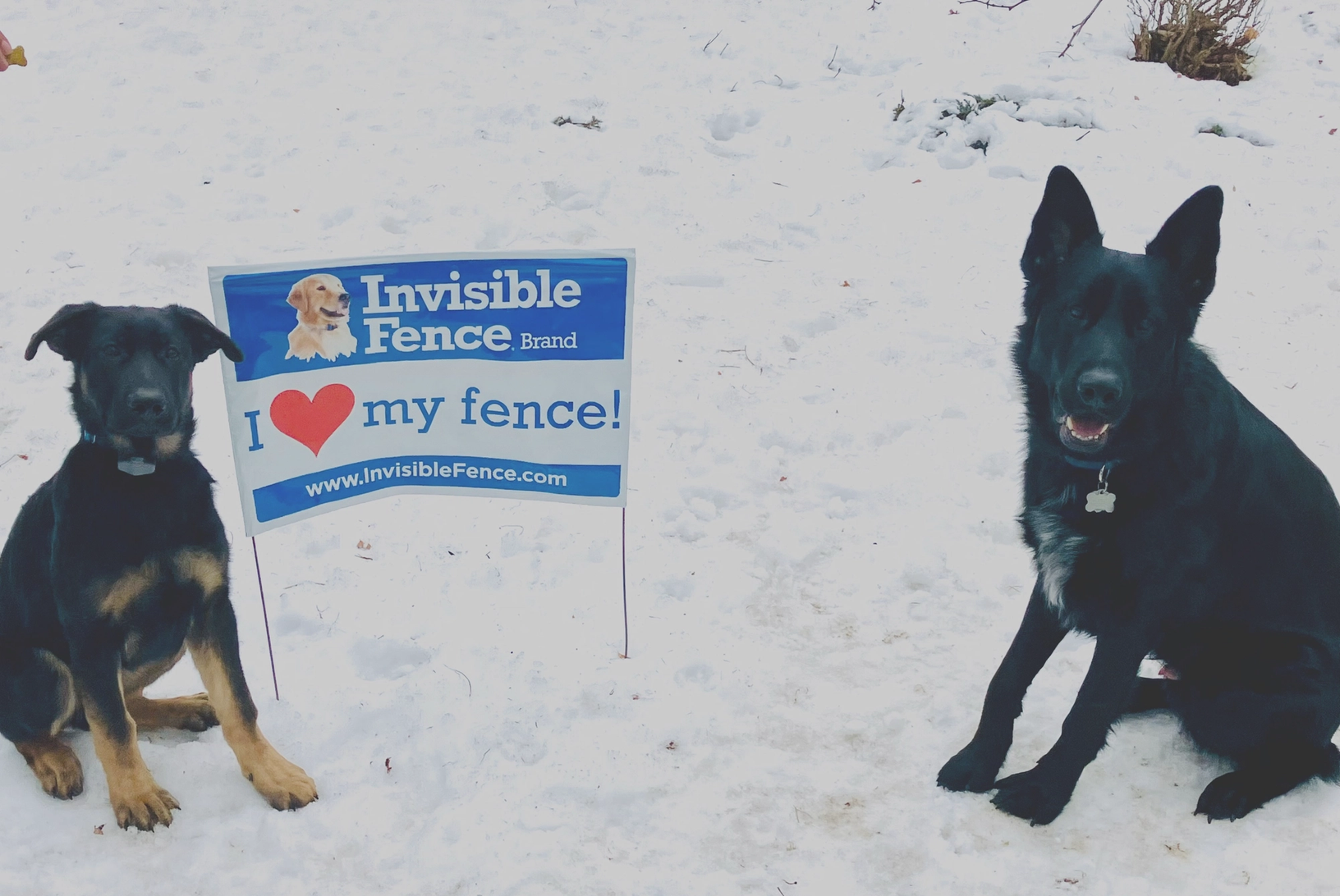 two dogs sit in their snowy yard with invisible fence sign