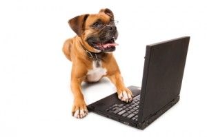 dogs shopping online