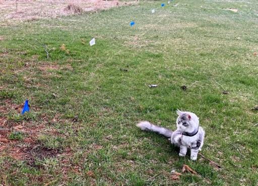 A grey and white cat in a harness sits in the grass, gazing intently at something beyond the Invisible Fence flags.