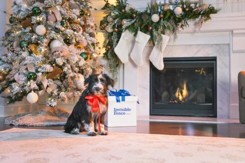 Invisible Fence Brand wrapped gift under Christmas tree with dog in bow