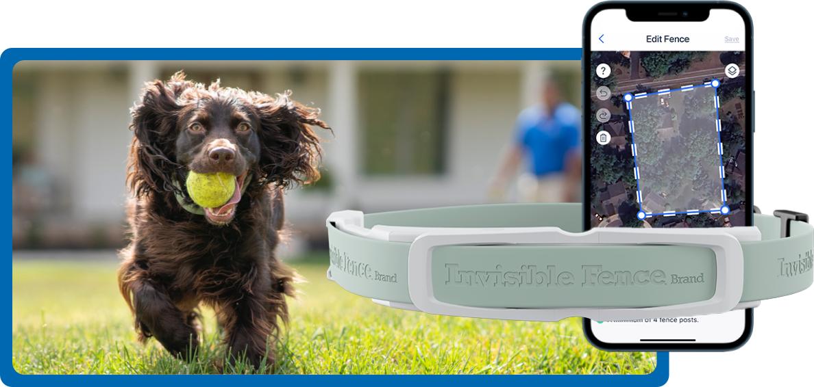 GPS Collar with visual of app screen on phone with dog running outside in background