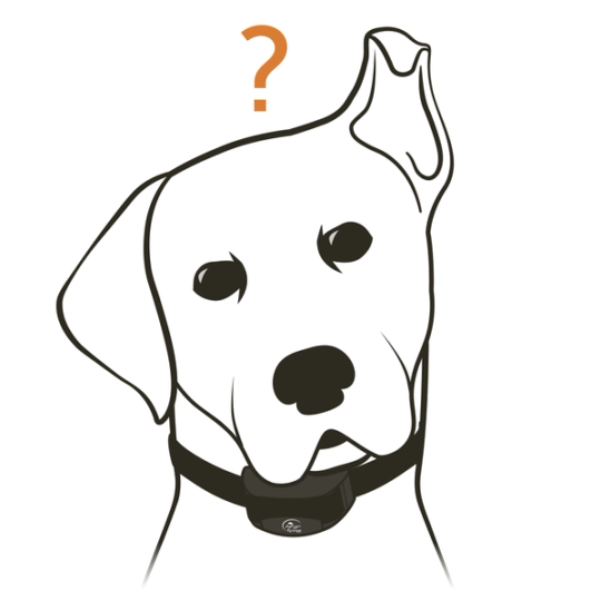 Dog with Ear Perked Up
