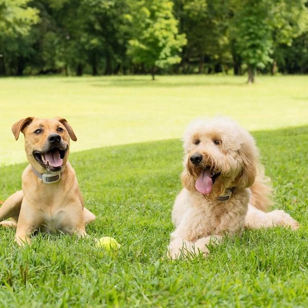 Two dogs with their tongues out taking a rest in the shade