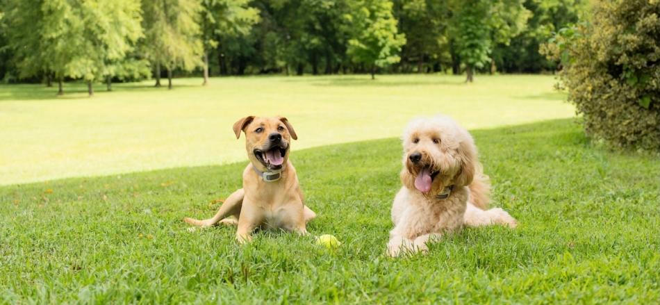 Two dogs with their tongues out taking a rest in the shade
