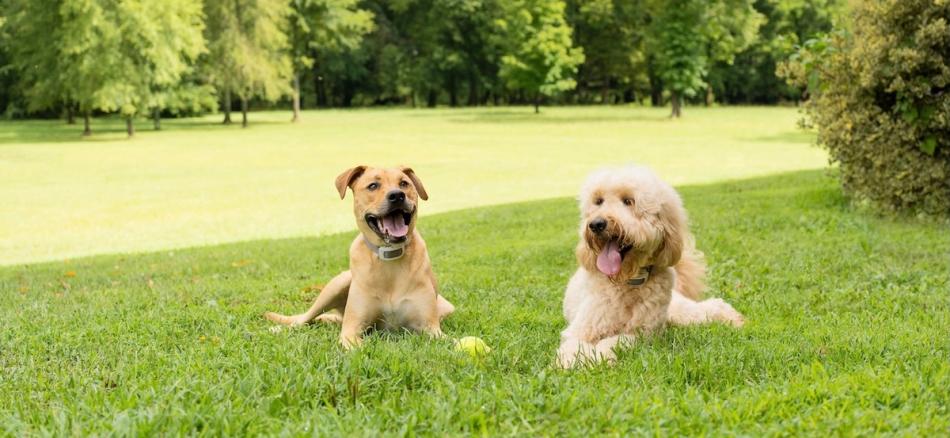 Two dogs with their tongues out taking a rest in the shade