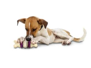 dogs eating toys