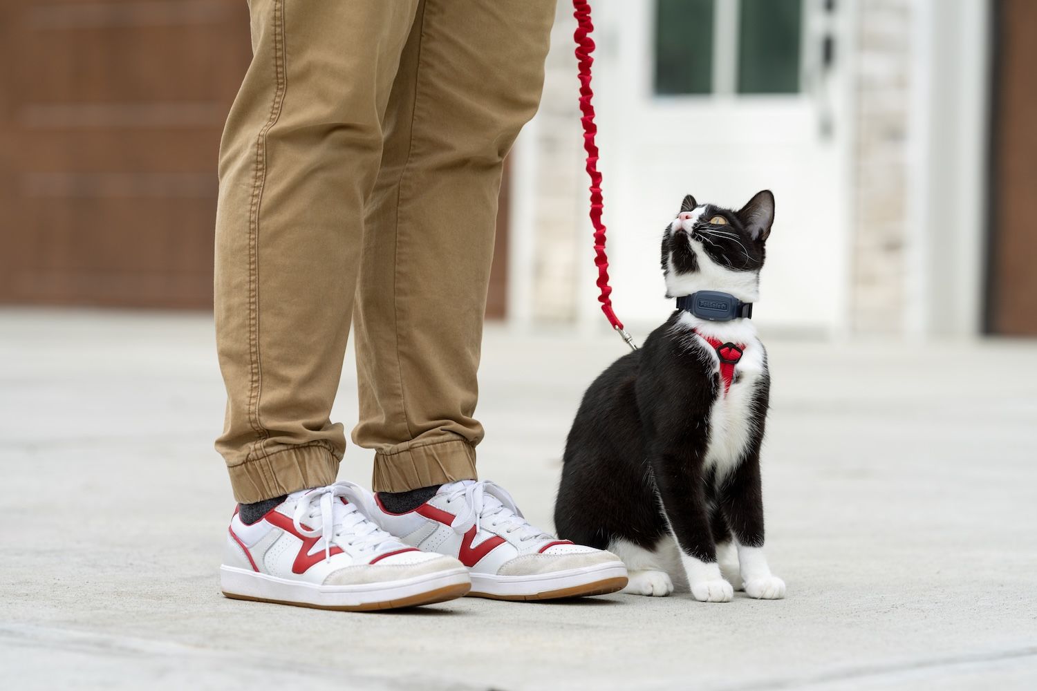 Cat on harness looking up at owner