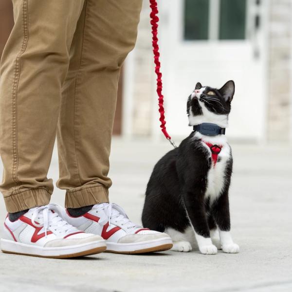 Cat on harness looking up at owner