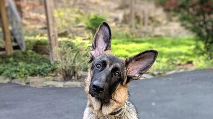 German shepherd puppy wearing invisible fence collar