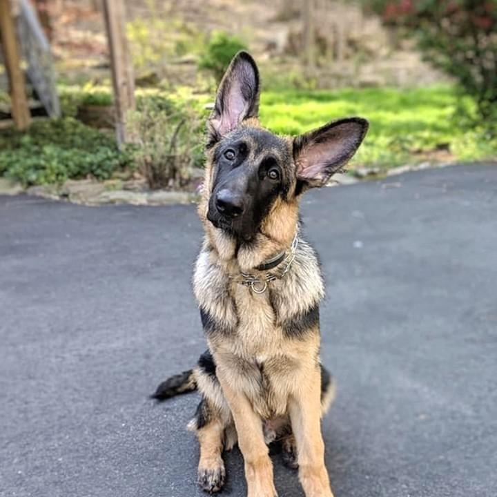 German shepherd puppy wearing invisible fence collar