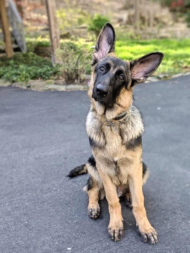 German shepherd puppy wearing invisible fence collar