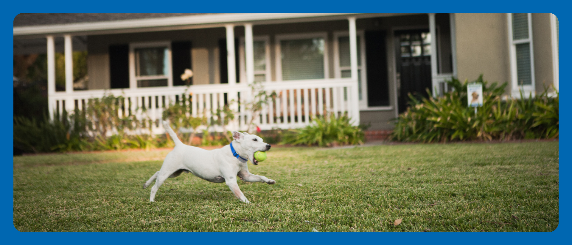dog with tennis ball in mouth running in front yard