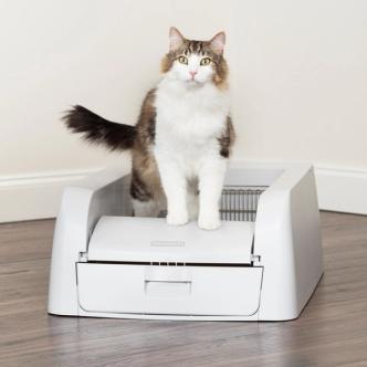 Cat sitting in a litter box