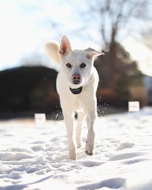 dog with training collar winter