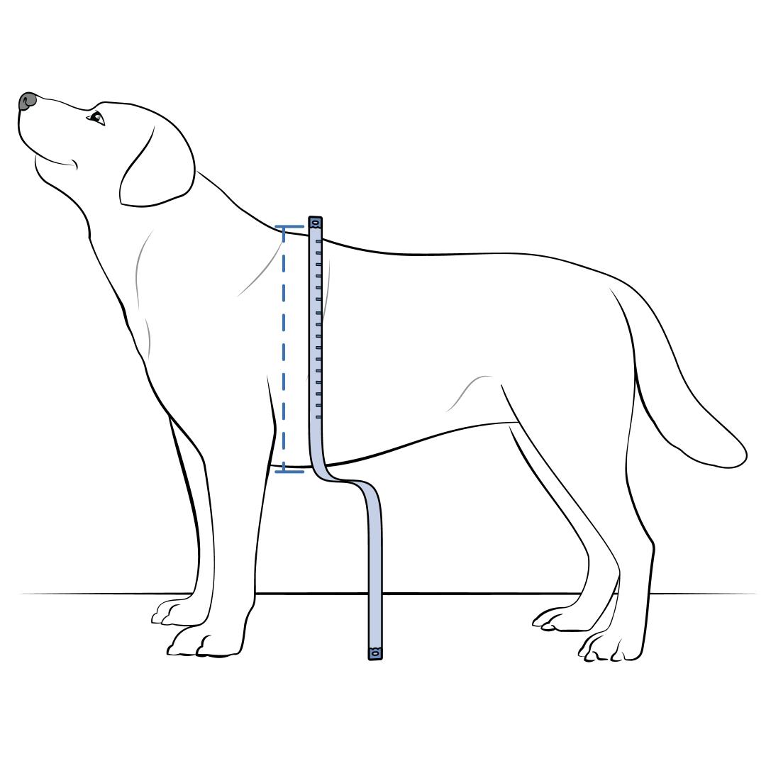 Measure Pets Shoulder Height