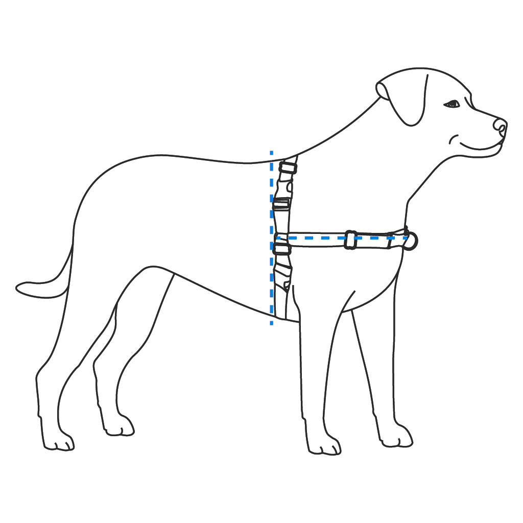check-fit-easy-walk-harness-illustration
