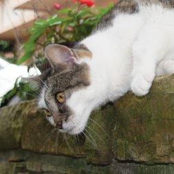 What should I do if I find a lost pet