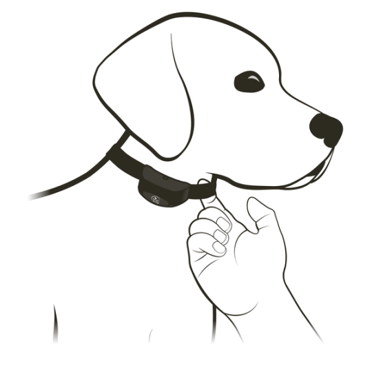 Put a finger between the Collar and the Dog